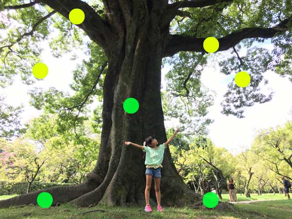 当店のサイトは木の幹と根を意識しています。